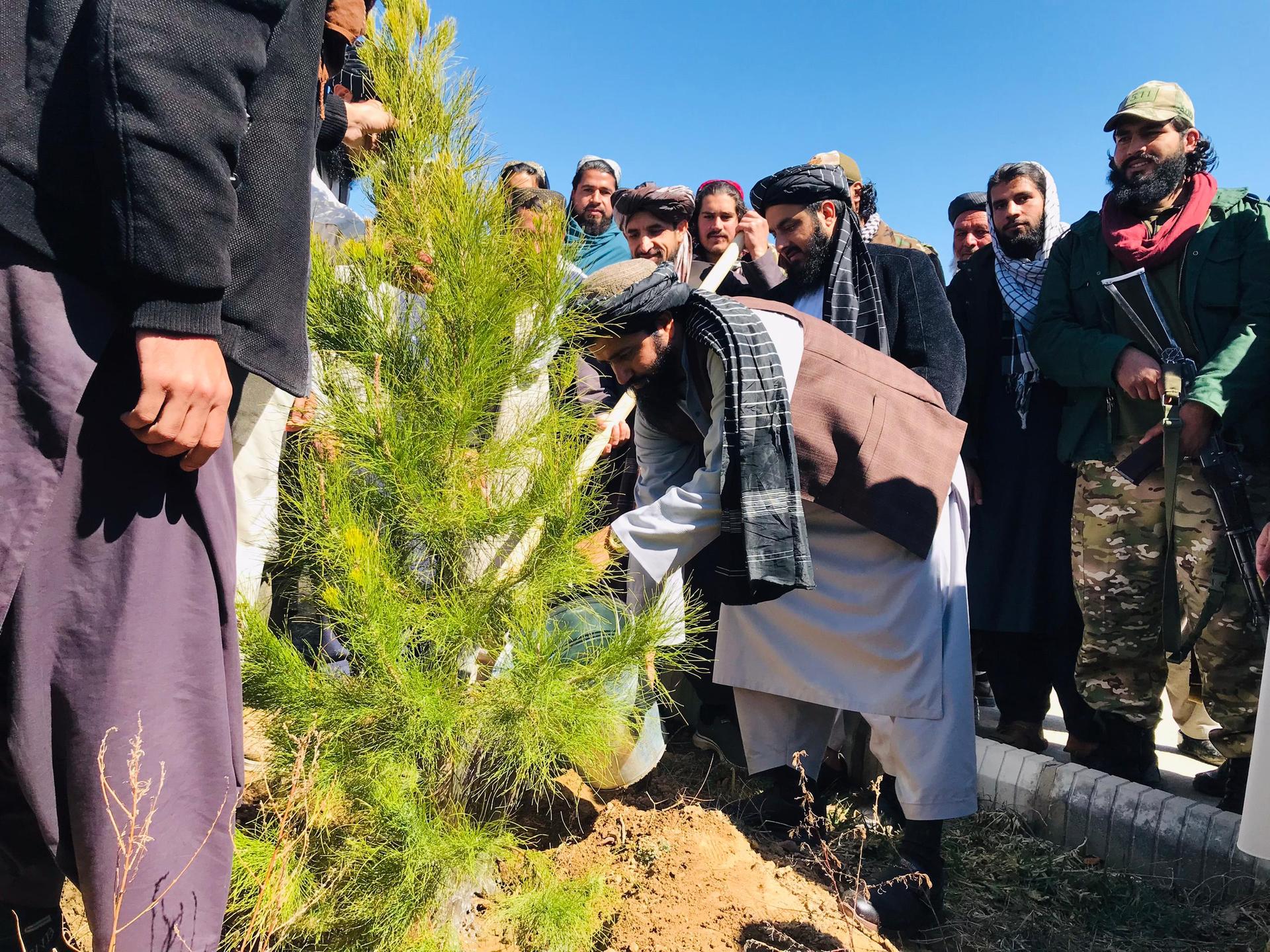 Sand tree planting campaign begins in Parwan province